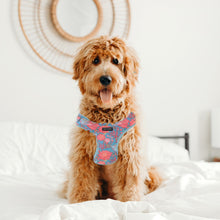 Load image into Gallery viewer, Frank Barker Pet Harness - Assorted