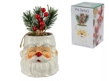 Load image into Gallery viewer, Santa Pot 11cm with Xmas Berry Plant