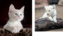 Load image into Gallery viewer, This Book Is Literally Just Pictures of Cute Animals That Will Make You Feel Better