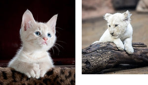 This Book Is Literally Just Pictures of Cute Animals That Will Make You Feel Better