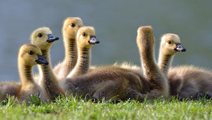 This Book Is Literally Just Pictures of Cute Animals That Will Make You Feel Better