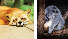 Load image into Gallery viewer, This Book Is Literally Just Pictures of Snoozy Animals That Will Make You Sleep Better