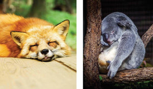 This Book Is Literally Just Pictures of Snoozy Animals That Will Make You Sleep Better