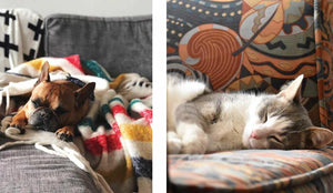 This Book Is Literally Just Pictures of Snoozy Animals That Will Make You Sleep Better