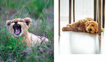 Load image into Gallery viewer, This Book Is Literally Just Pictures of Snoozy Animals That Will Make You Sleep Better